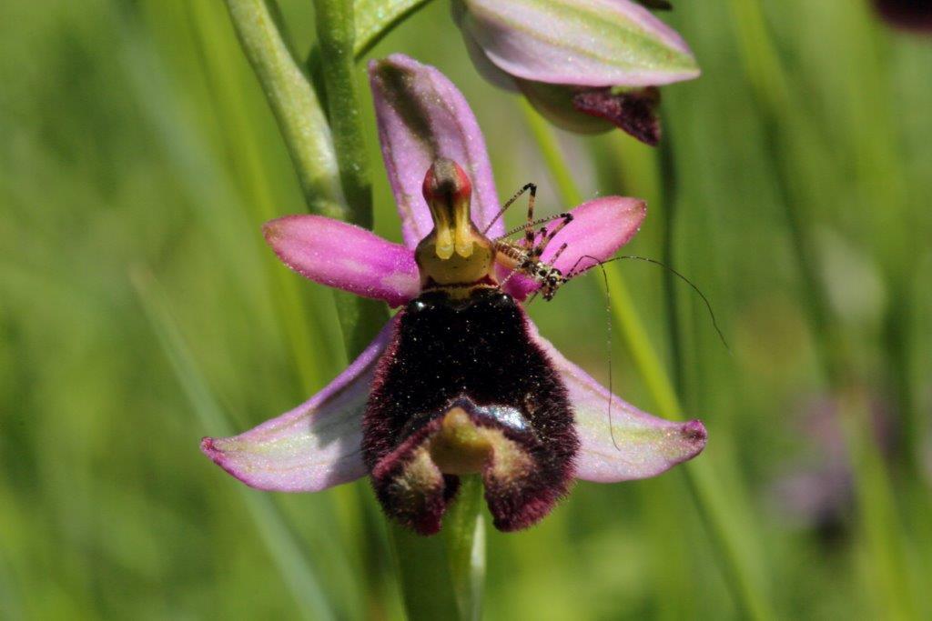 Cavalletta su orchidea da identificare